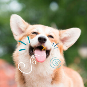 L'immagine mostra un cane sorridente, con dei segni grafici che suggeriscono un alito cattivo.