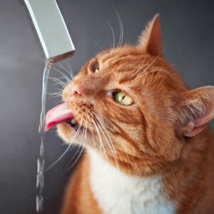 L'immagine mostra un gatto che beve: una sete insistente può essere sintomo di insufficienza renale.