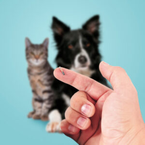 L'immagine mostra un microchip in primo piano e un cane e un gatto sullo sfondo.