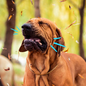 L'immagine mostra un cane che starnutisce perché ha un corpo estraneo incastrato nel naso.
