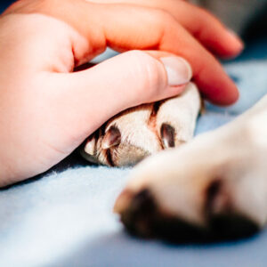 L'immagine mostra la mano di una persona che accarezza le zampe di un cane femmina, che si sta riprendendo dopo la sterilizzazione in laparoscopia.