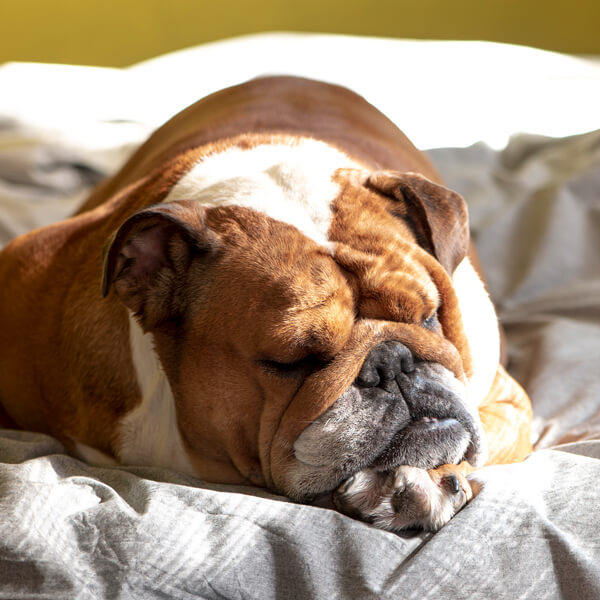 L'immagine mostra un cane brachicefalo che dorme: se russa rumorosamente potrebbe avere una patologia respiratoria.