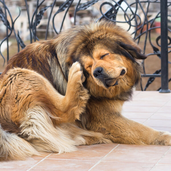 L'immagine mostra un cane con la dermatite, malattia che è possibile tenere sotto controllo con una terapia a base di anticorpi monoclonali.